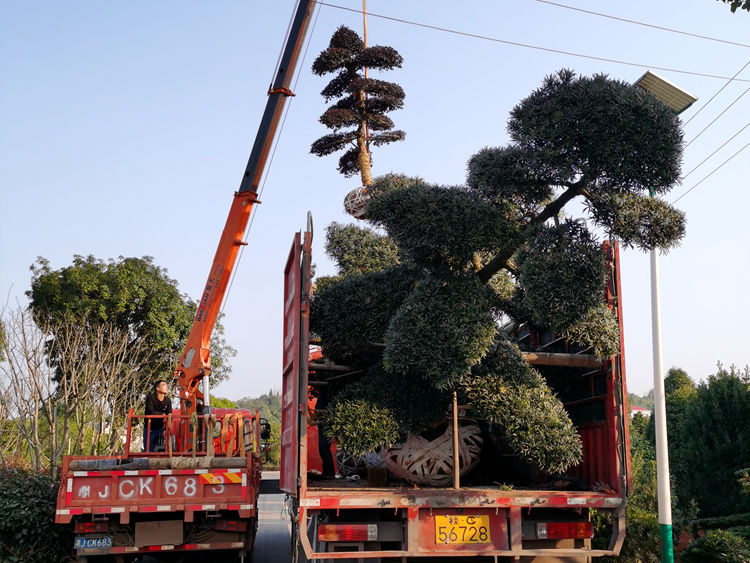 红继木桩造型罗汉松又发一车