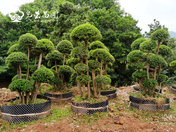 小叶赤楠桩景.jpg