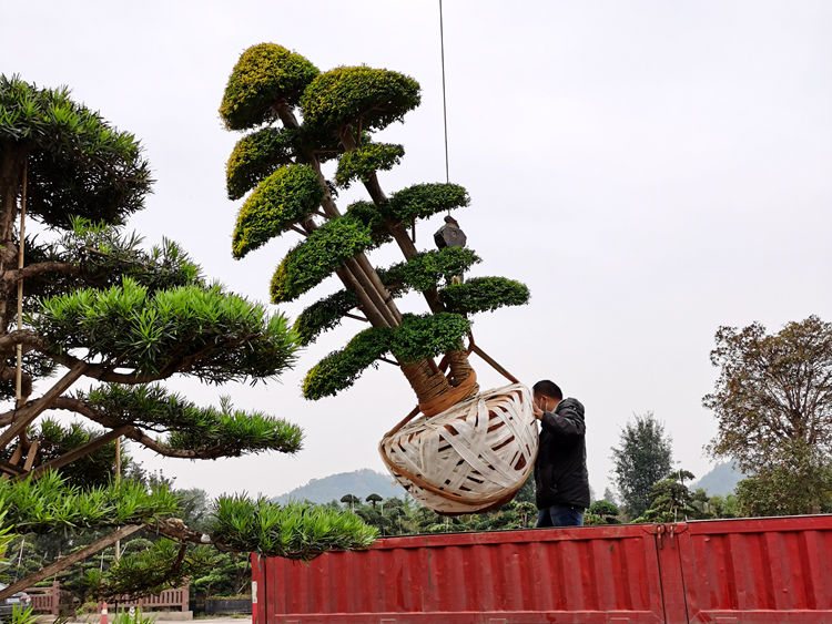 亮晶女贞古桩.jpg